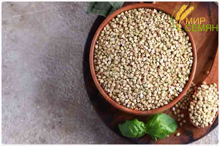 гречка зеленая применение