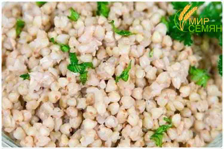 гречка зеленая как выглядит
