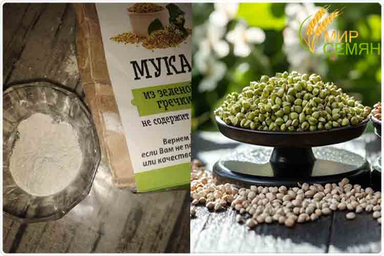 гречка зеленая купить