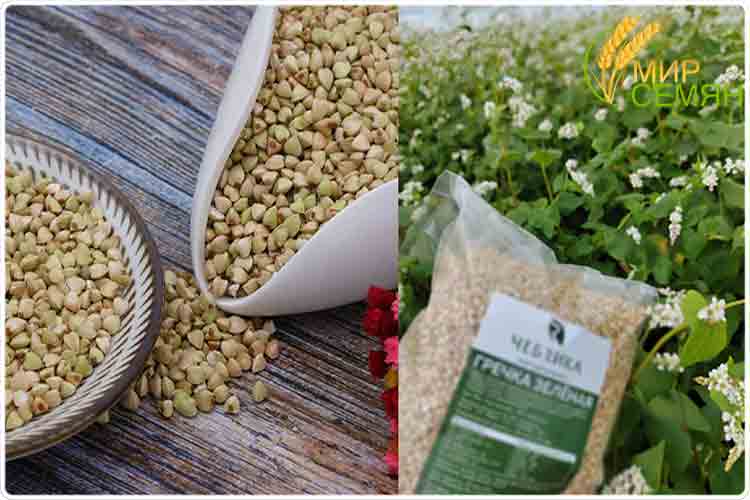 зеленая гречка крупа