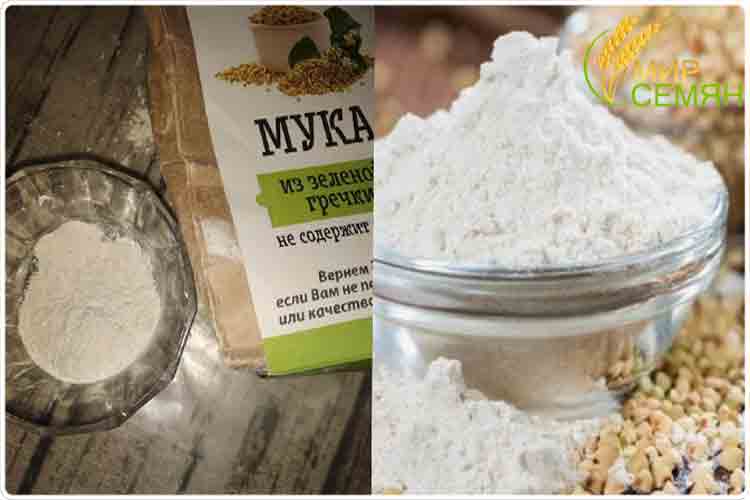 зеленая гречка мука польза