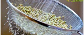 зеленая гречка в воде