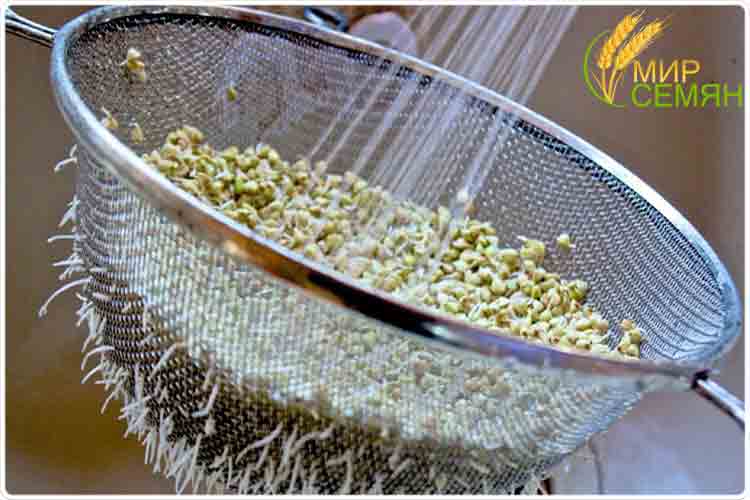 зеленая гречка в воде