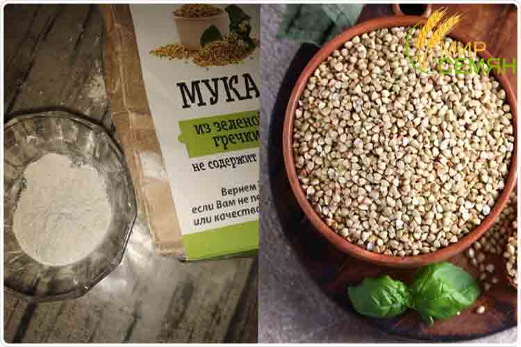 зеленая гречка польза