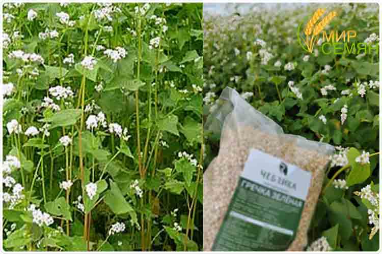 гречка зеленая чем полезна