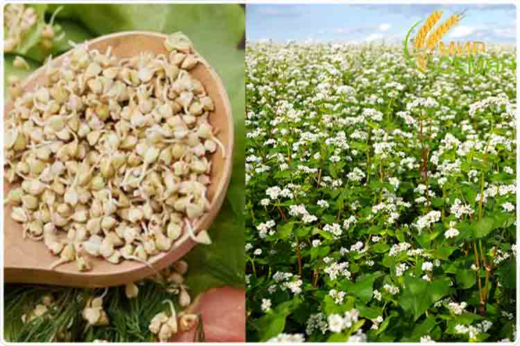 зеленая гречка растение