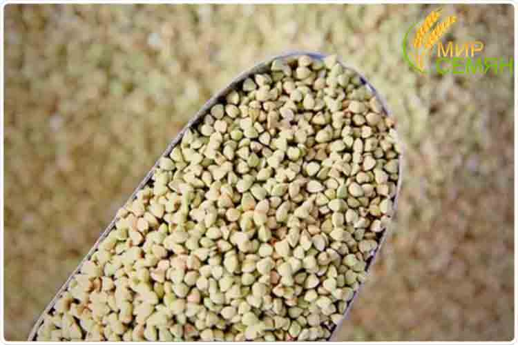 гречка зеленая свойства