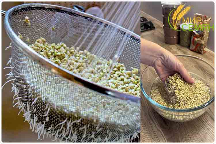 как промыть гречку зеленую