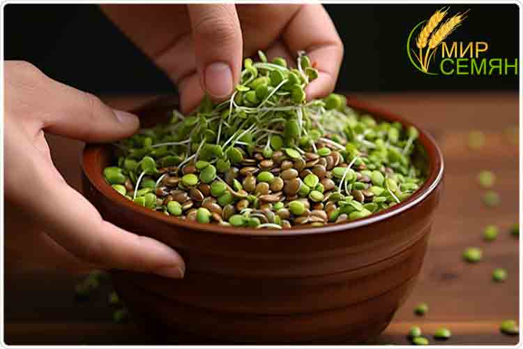 зеленая гречка пророщенная