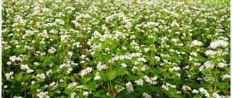 зеленая гречка на поле