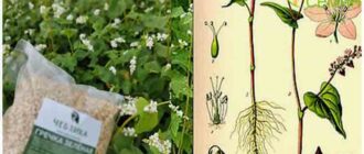 зеленая гречка как растет