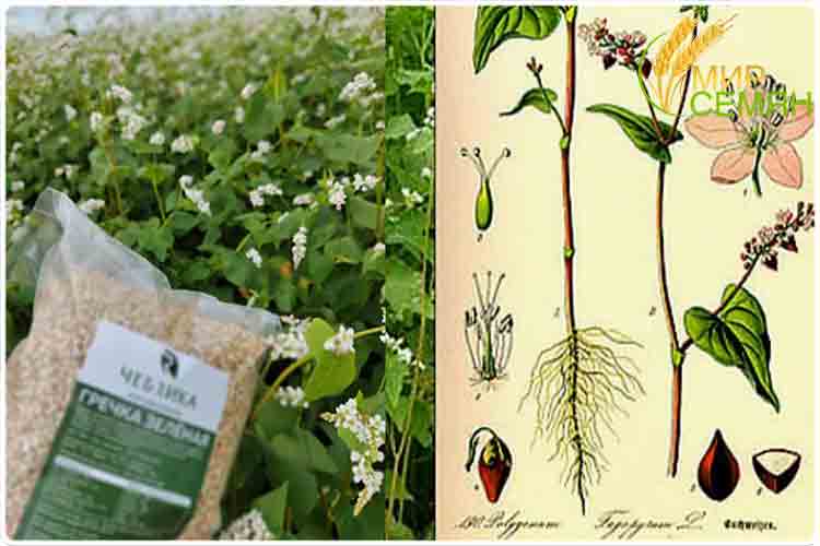 зеленая гречка как растет